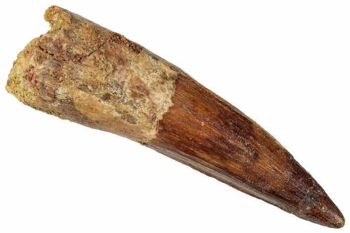 Fossil Spinosaurus Tooth - Real Dinosaur Tooth #357418
